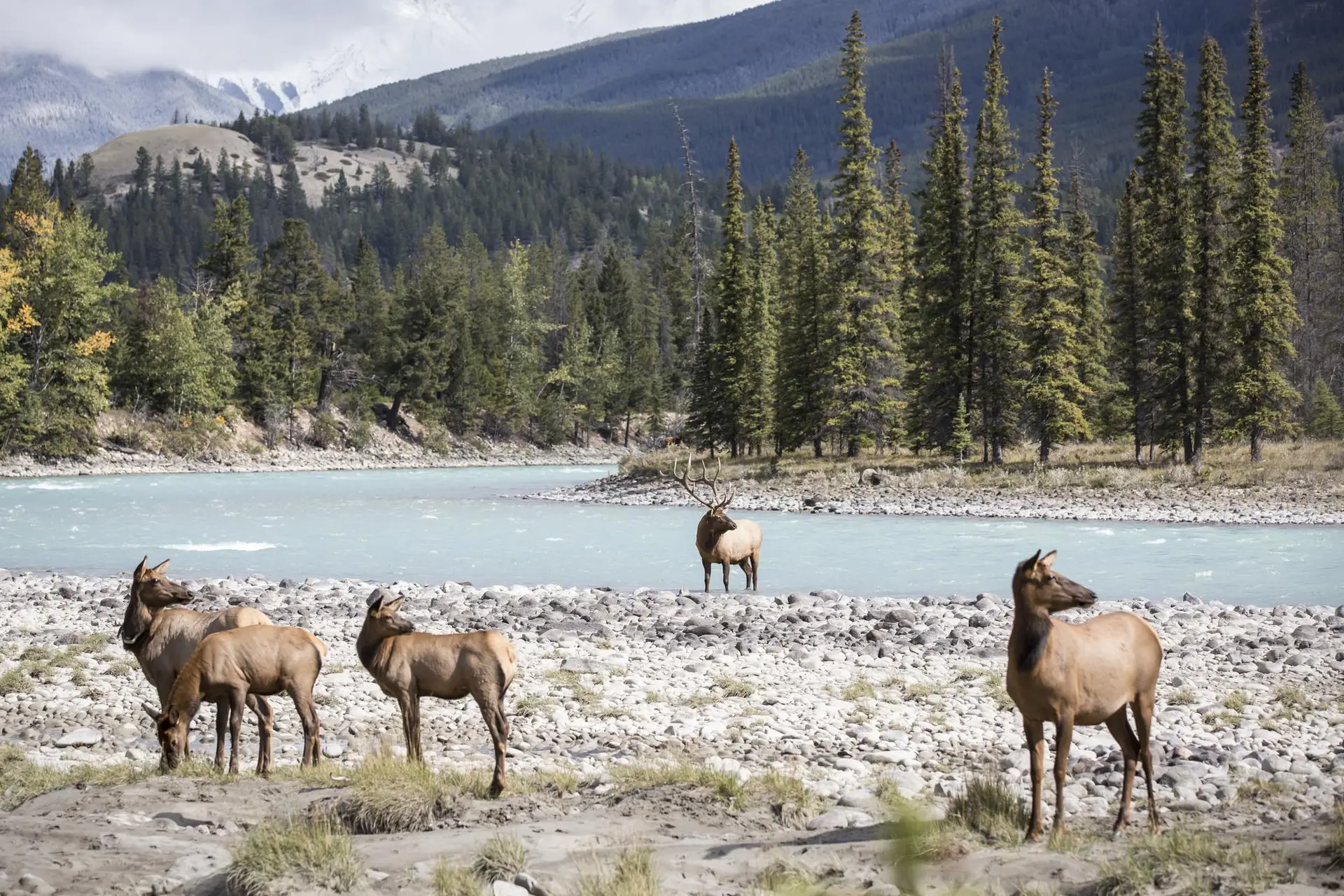 A group of elk grazing near a turquoise river, surrounded by lush green trees and mountains in the background, showcasing a serene natural landscape.