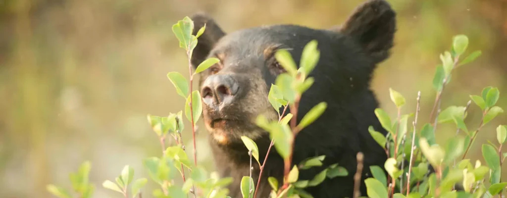 Black bear peeking through green foliage in a natural setting, showcasing its curious expression and habitat.