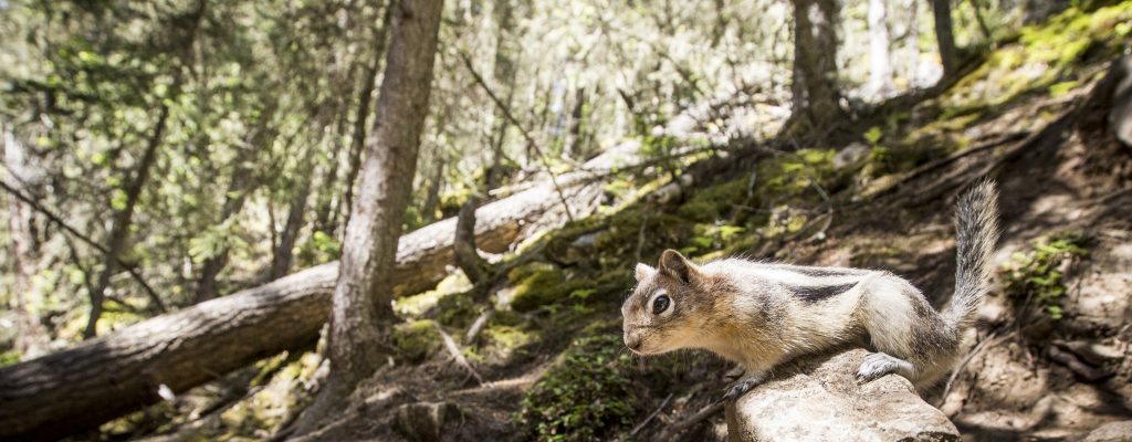 A curious chipmunk perched on a log in a sunlit forest, surrounded by tall trees and moss-covered ground, showcasing its natural habitat and behavior.