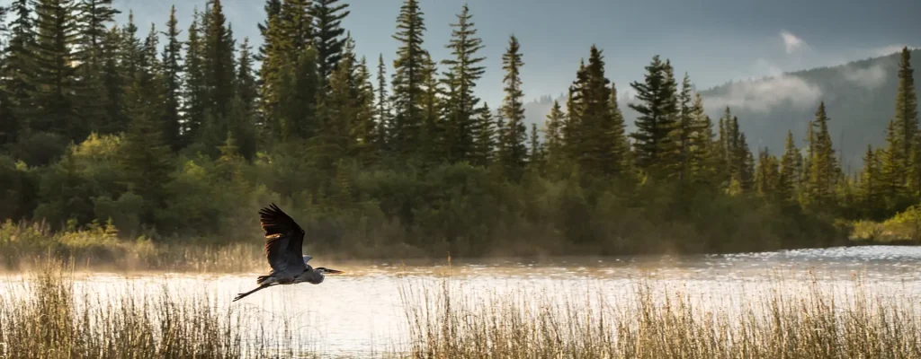 A great blue heron flying over a tranquil lake surrounded by lush green trees and misty mountains in the background, capturing the beauty of nature at sunrise.
