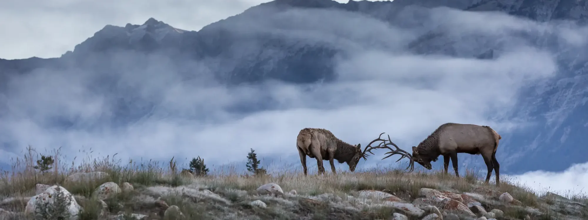 Two elk engage in a dramatic antler clash on a grassy hillside, surrounded by fog and mountains in the background, showcasing wildlife behavior in a natural setting.